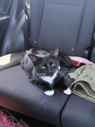 Found/Stray Female Cat last seen Behind Tolland county Ag center in the woods , Vernon, CT 06066