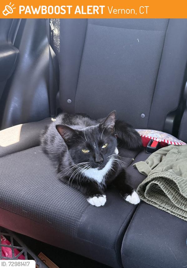 Found/Stray Female Cat last seen Behind Tolland county Ag center in the woods , Vernon, CT 06066