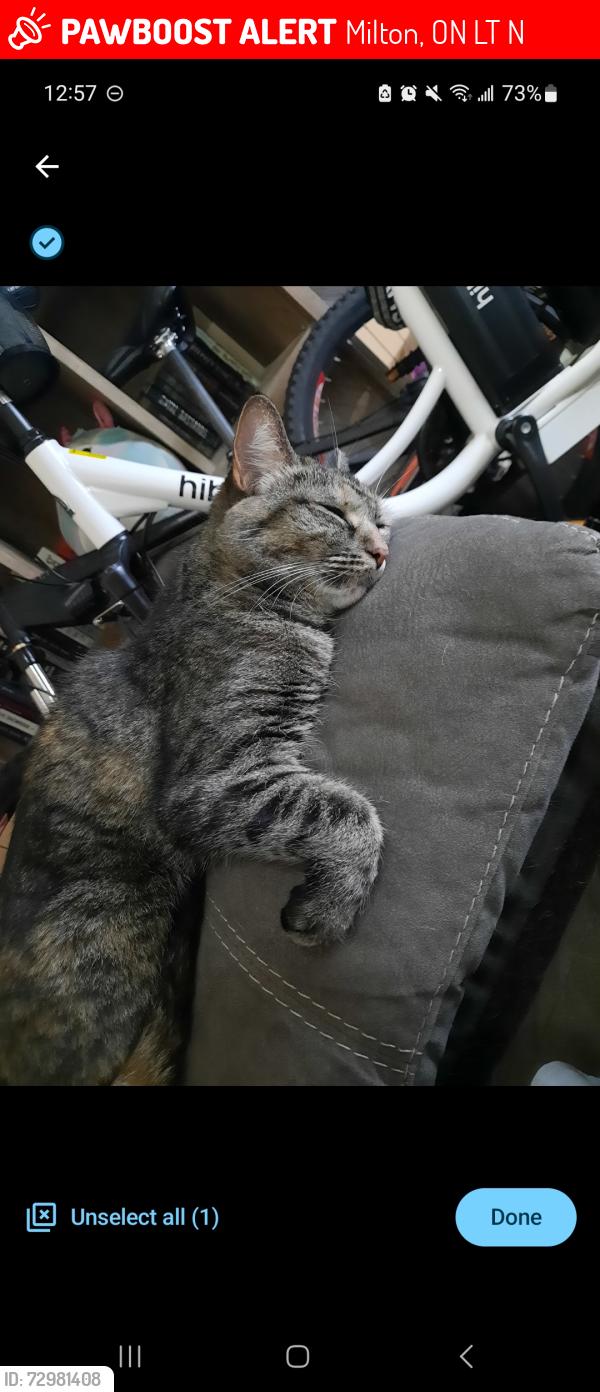 Lost Female Cat last seen Savoline Blvd & Derry Rd, Milton, Milton, ON L9T 0N3