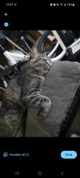 Lost Female Cat last seen Savoline Blvd & Derry Rd, Milton, Milton, ON L9T 0N3