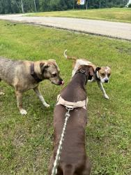 Found/Stray Unknown Dog last seen By Lady Luck Slots and Blue Ridge Avenue, Rockford Township, IL 61101