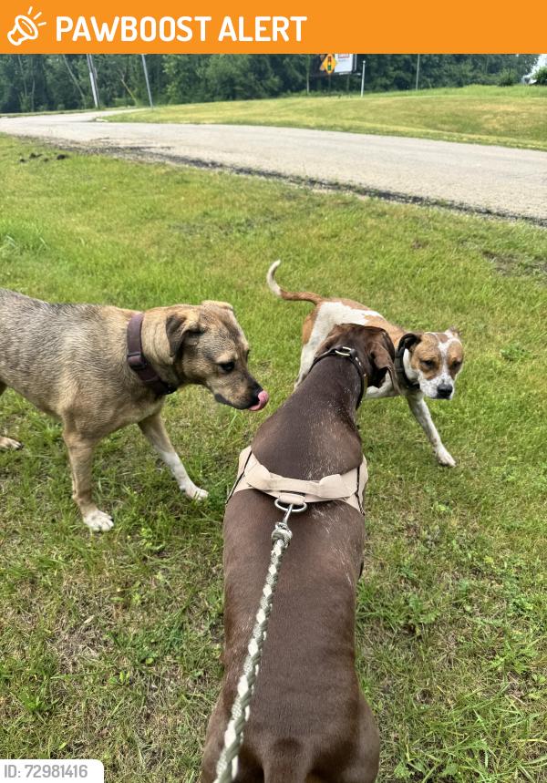 Found/Stray Unknown Dog last seen By Lady Luck Slots and Blue Ridge Avenue, Rockford Township, IL 61101