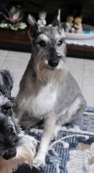Lost Male Dog last seen Indian Shores in Valparaiso, FL, Valparaiso, FL 32580