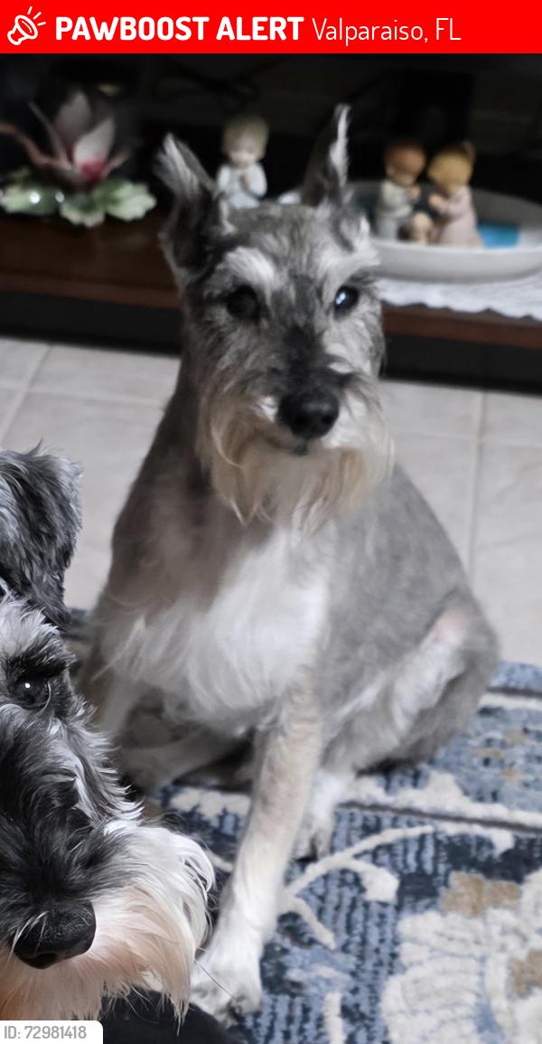 Lost Male Dog last seen Indian Shores in Valparaiso, FL, Valparaiso, FL 32580