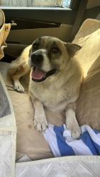 Reunited Male Dog last seen Collingswood, Guinevere, 9th , Pensacola, FL 32514