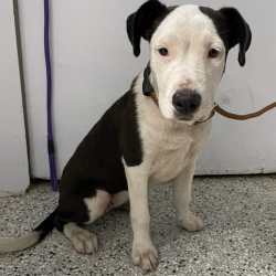 Shelter Stray Female Dog last seen , Hattiesburg, MS 39401