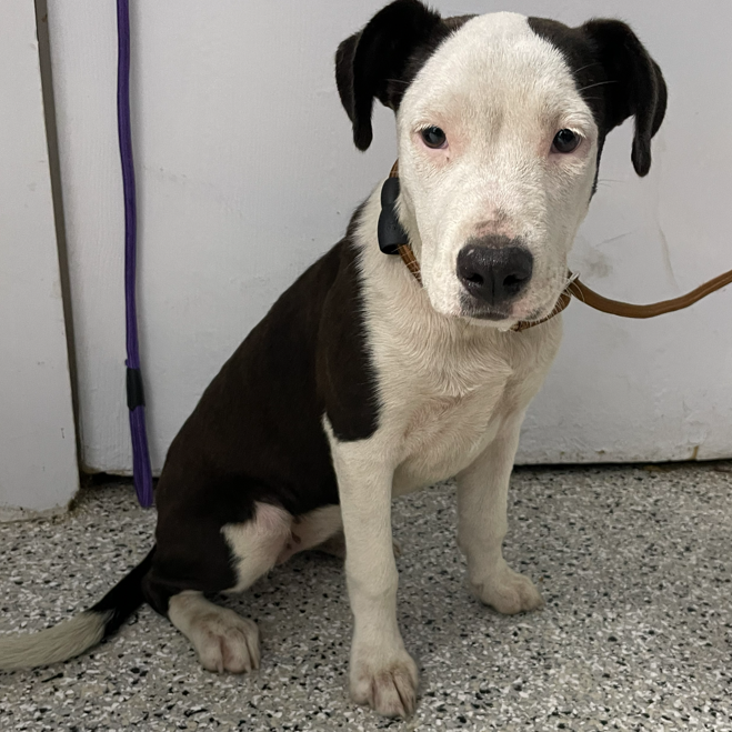 Shelter Stray Female Dog last seen , Hattiesburg, MS 39401
