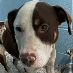 Shelter Stray Male Dog last seen , Hattiesburg, MS 39401