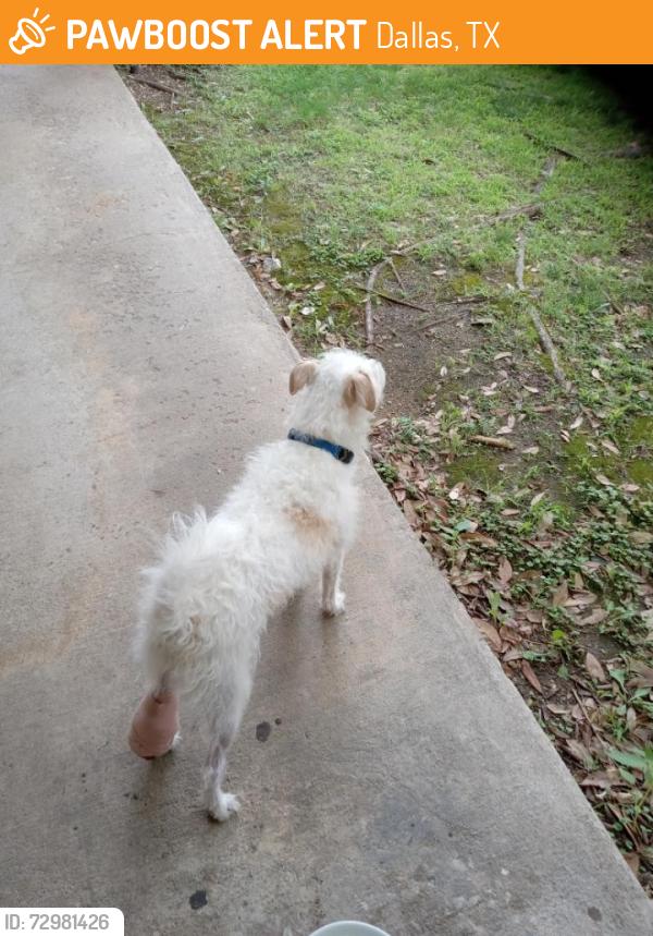 Found/Stray Unknown Dog last seen Vail and Timberglen, Dallas, TX 75287