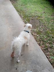 Found/Stray Unknown Dog last seen Vail and Timberglen, Dallas, TX 75287