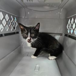 Shelter Stray Female Cat last seen , 141 Canna Ln, Lake Jackson, TX 77566, USA