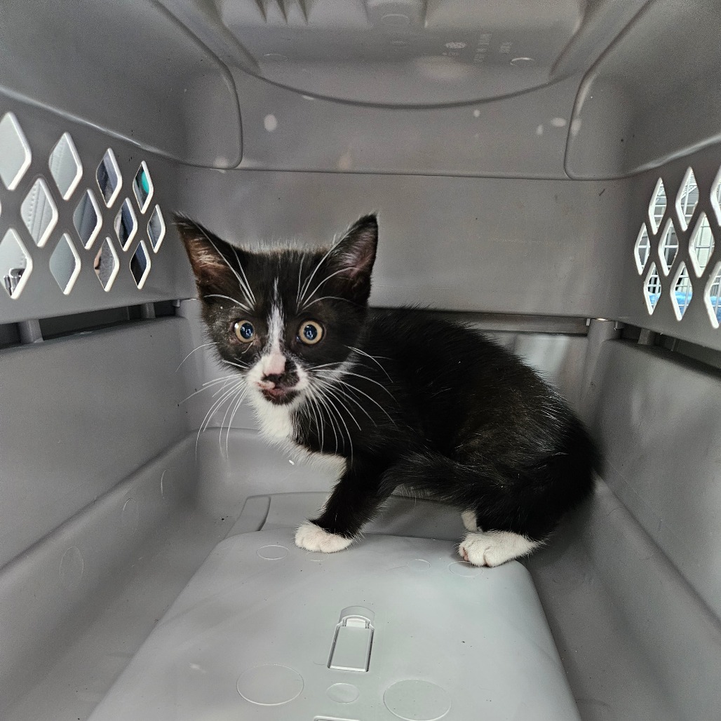 Shelter Stray Female Cat last seen , 141 Canna Ln, Lake Jackson, TX 77566, USA