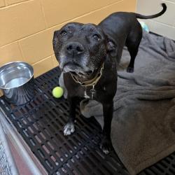 Shelter Stray Female Dog last seen , Cheyenne, WY 82007