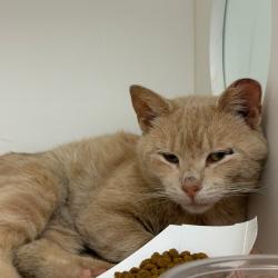 Shelter Stray Male Cat last seen , Philadelphia, PA 19140