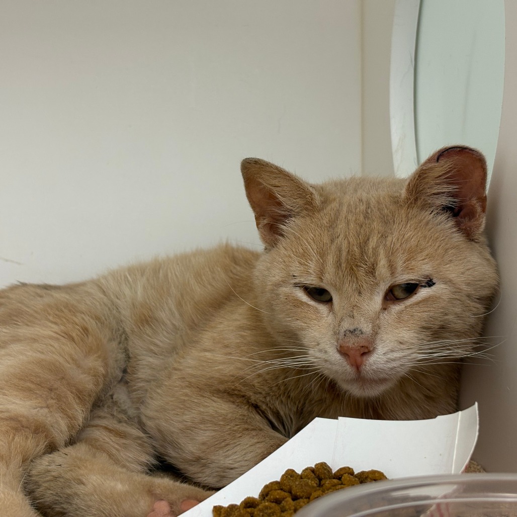 Shelter Stray Male Cat last seen , Philadelphia, PA 19140