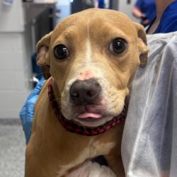 Shelter Stray Female Dog last seen , 328 Furman Hall Rd, Greenville, SC 29609, USA