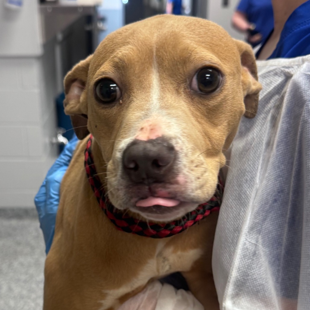Shelter Stray Female Dog last seen , 328 Furman Hall Rd, Greenville, SC 29609, USA