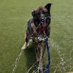 Shelter Stray Male Dog last seen , Philadelphia, PA 19140