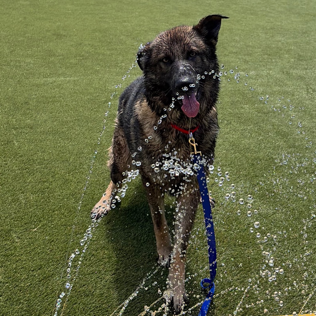 Shelter Stray Male Dog last seen , Animal Care & Control Team of Philly, 111 W Hunting Park Ave, Philadelphia, PA 19140, USA