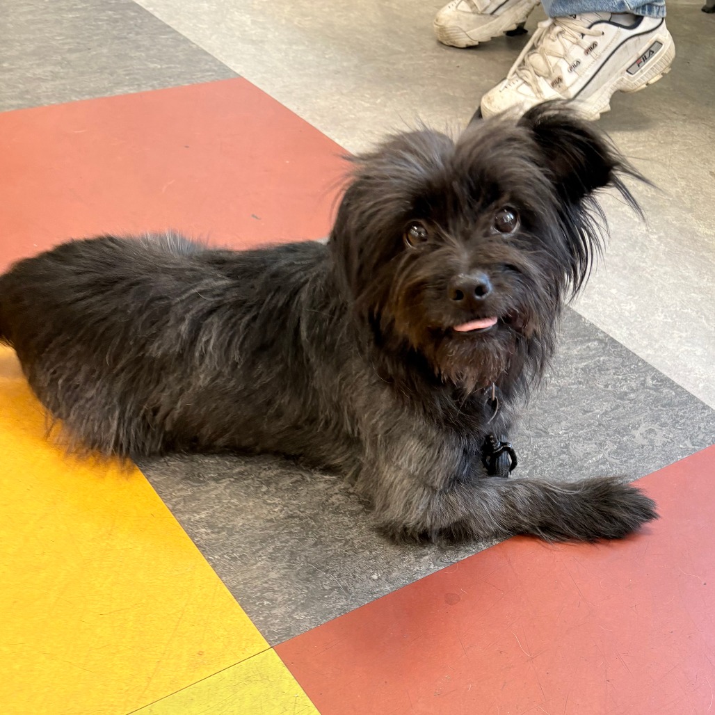 Shelter Stray Male Dog last seen , Animal Care & Control Team of Philly, 111 W Hunting Park Ave, Philadelphia, PA 19140, USA