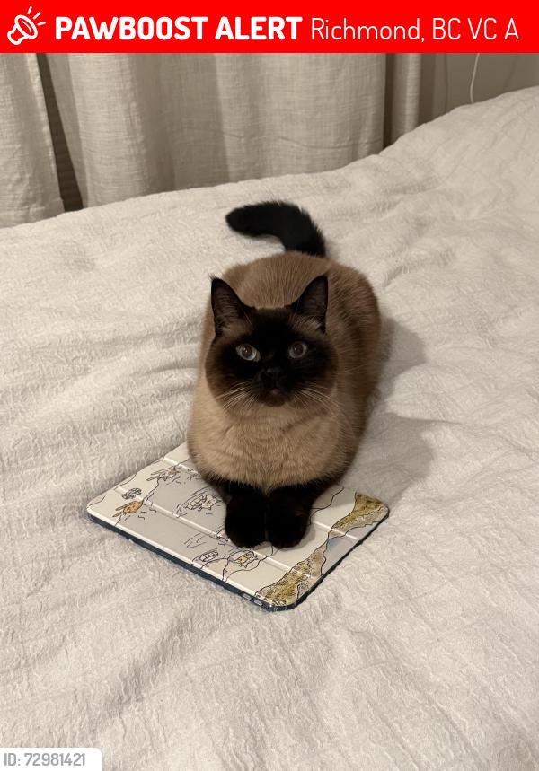 Lost Male Cat last seen River rd and gibbons , Richmond, BC V7C 1A2
