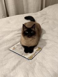 Lost Male Cat last seen River rd and gibbons , Richmond, BC V7C 1A2