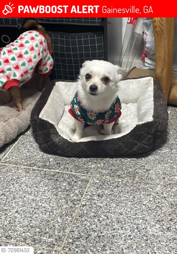 Lost Male Dog last seen hse, Gainesville, GA 30507