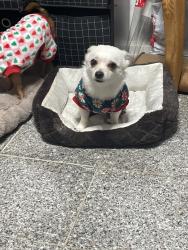 Lost Male Dog last seen hse, Gainesville, GA 30507