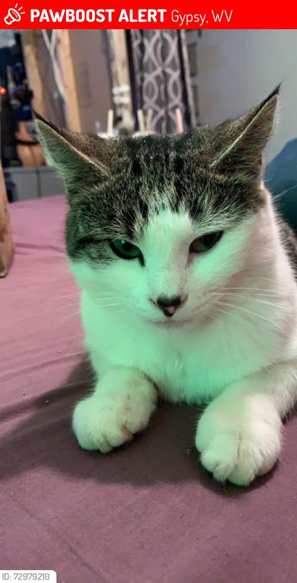 Lost Male Cat last seen Gypsy Get-A-Way RV Park, Gypsy Hollow Road, Gypsy, WV 26431