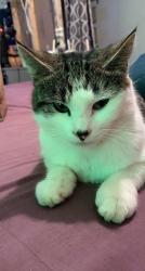 Lost Male Cat last seen Gypsy Get-A-Way RV Park, Gypsy Hollow Road, Gypsy, WV 26431