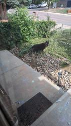 Reunited Male Dog last seen Rainbow Dr, Denver, CO 80229, USA, Denver, CO 80229