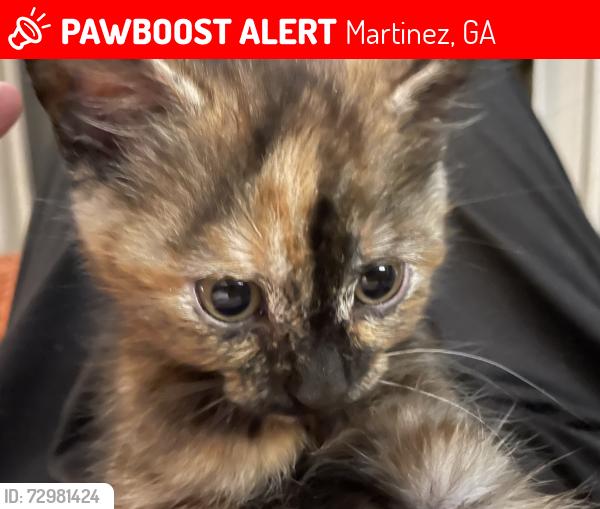 Lost Female Cat last seen Butterfly court Petersburg station, Martinez, GA 30907
