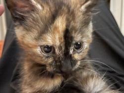 Lost Female Cat last seen Butterfly court Petersburg station, Martinez, GA 30907
