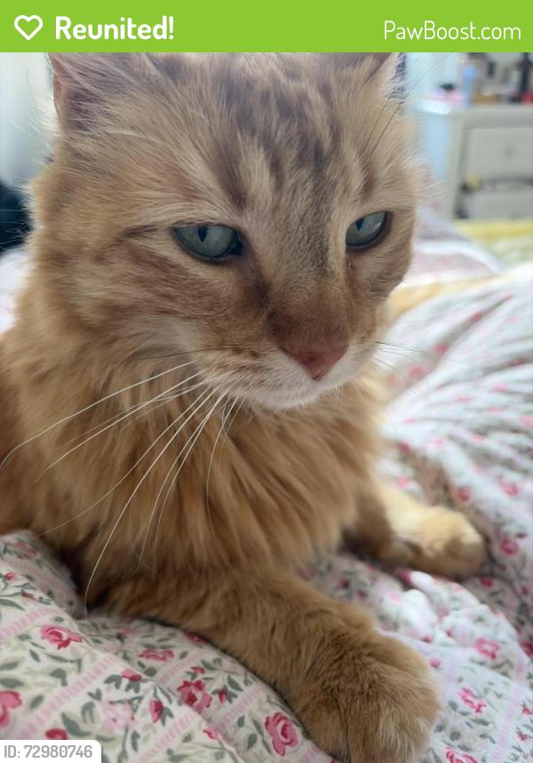 Reunited Unknown Cat last seen LaBagh Woods, Chicago, IL 60630