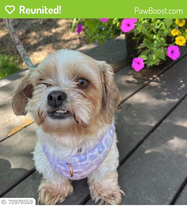 Reunited Female Dog last seen Near Bunkerwood Dr, Loveland, OH 45140, Loveland, OH 45140