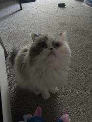 Lost Male Cat last seen Townhouses by Fort Pierce Central, Fort Pierce, FL 34981