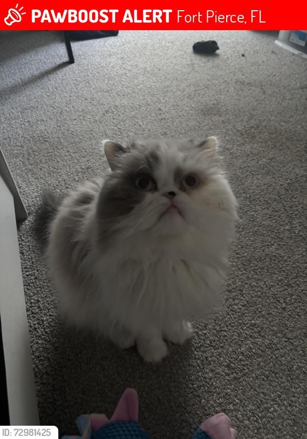 Lost Male Cat last seen Townhouses by Fort Pierce Central, Fort Pierce, FL 34981