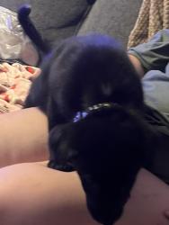 Lost Female Dog last seen Karns valley rd, Knoxville, TN 37931