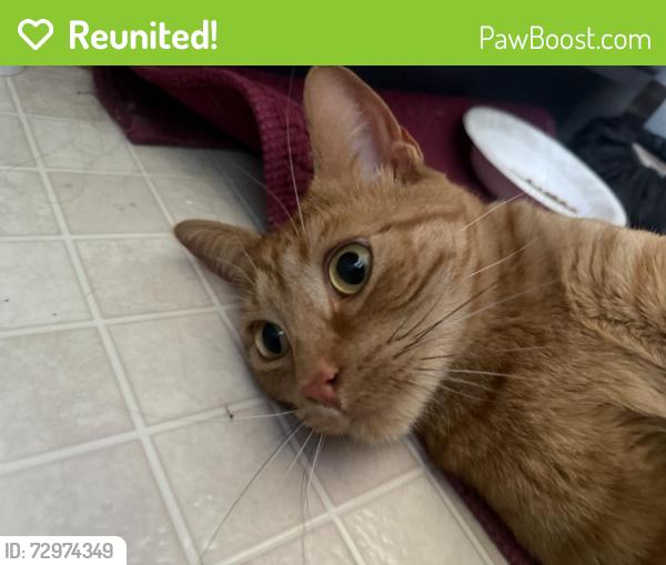 Reunited Unknown Cat last seen Hoyte Ave E and Hazel St N, Saint Paul, MN 55119