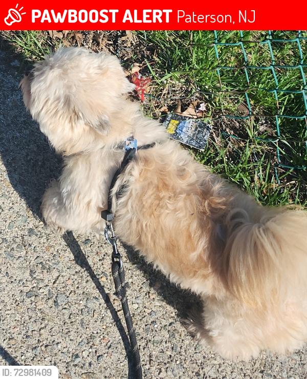 Lost Male Dog last seen Between 15th Avenue and 31st street, Paterson, NJ 07504