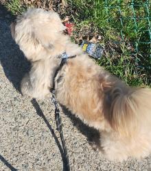 Lost Male Dog last seen Between 15th Avenue and 31st street, Paterson, NJ 07504