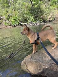 Lost Male Dog last seen Ingles, East Flat Rock, NC 28726