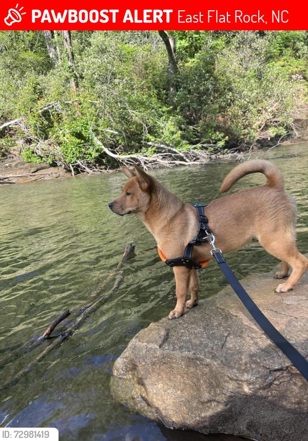 Lost Male Dog last seen Ingles, East Flat Rock, NC 28726