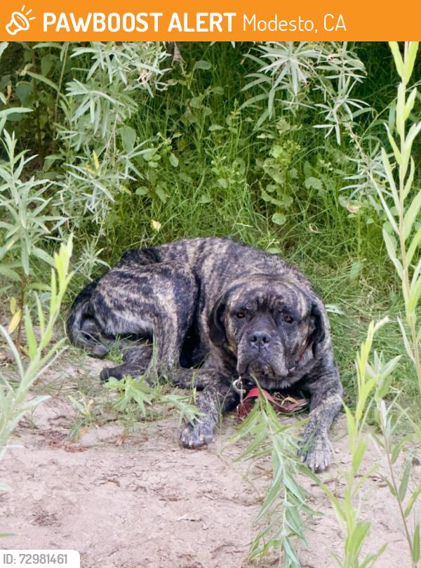 Found/Stray Female Dog last seen John Thurman Field, Modesto, CA 95351