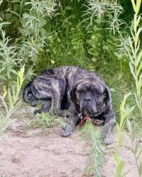 Found/Stray Female Dog last seen John Thurman Field, Modesto, CA 95351