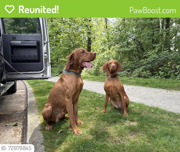 Reunited Male Dog last seen Near water pump station willoughby, Langley, BC V2Y 1V1