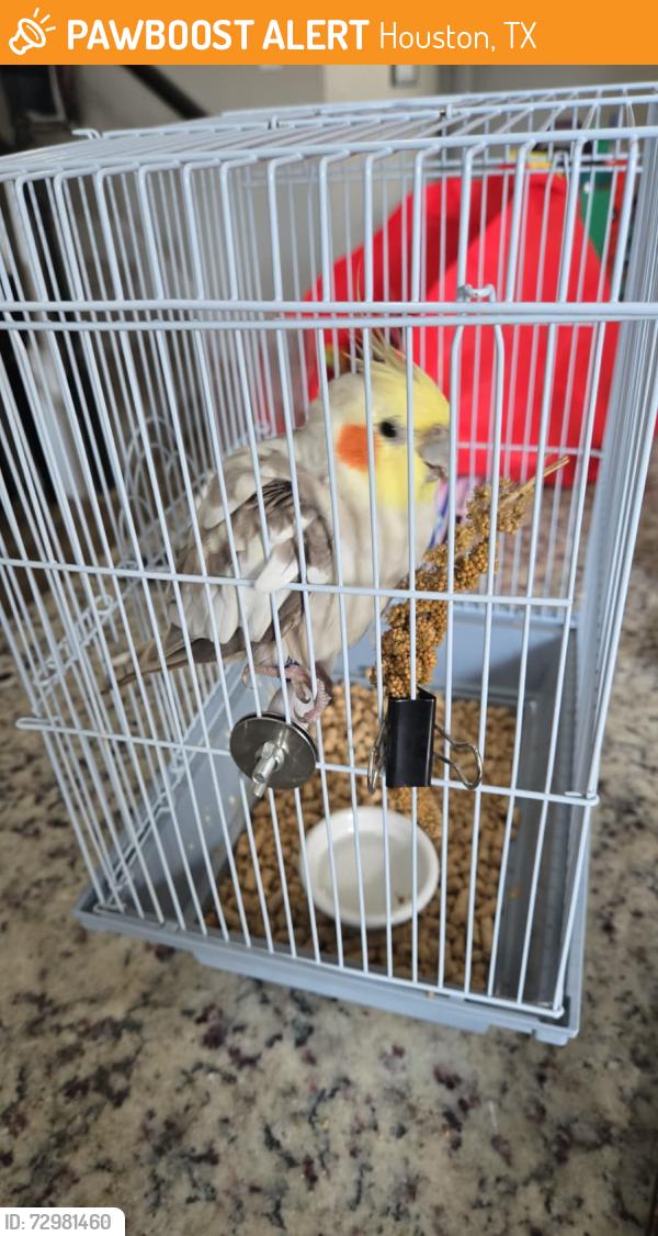 Found/Stray Unknown Bird last seen Salton Sea Lane, Houston, TX 77433