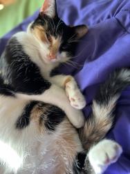 Reunited Female Cat last seen Near Beaconsfield St, Clinton twp, MI 48035, USA, Clinton Township, MI 48035