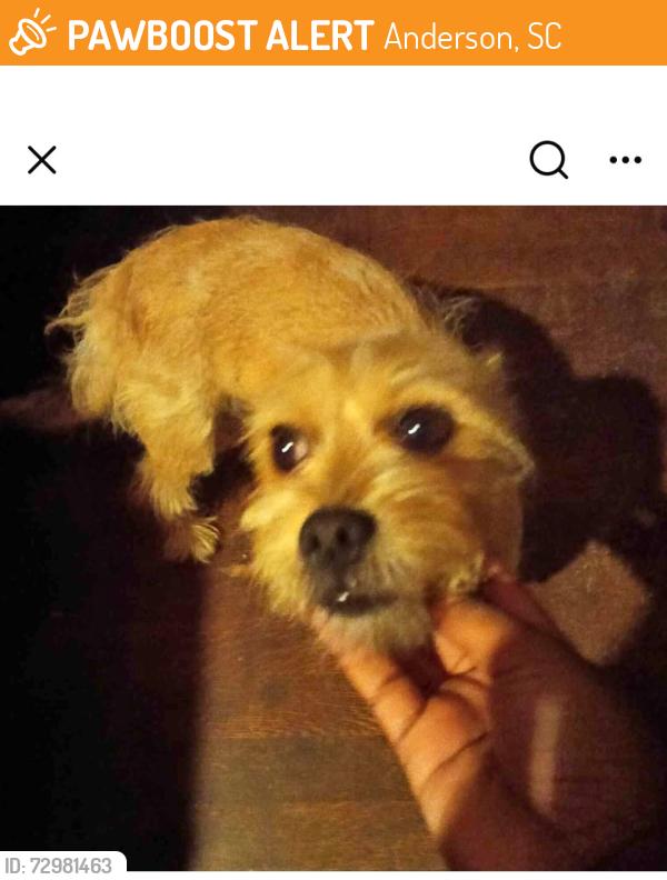 Found/Stray Unknown Dog last seen Anderson, SC, Anderson, SC 29622