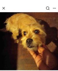 Found/Stray Unknown Dog last seen Anderson, SC, Anderson, SC 29622
